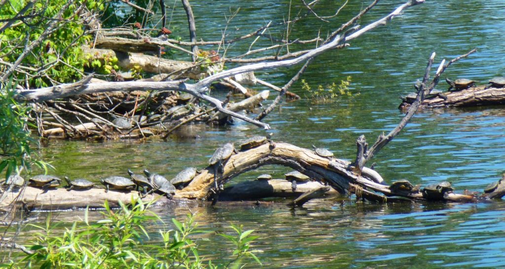 HH Northern Map Turtles 1