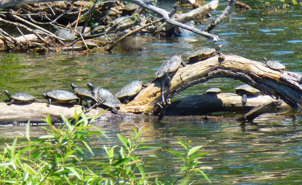 HH Northern Map Turtles 2