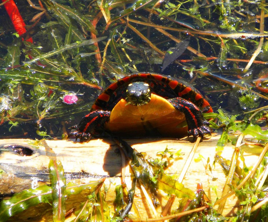 HH Painted Turtle