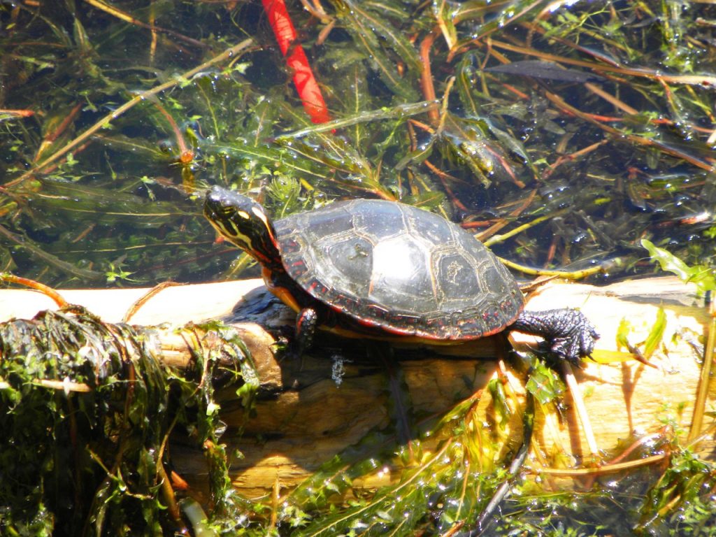 HH Painted Turtle 2