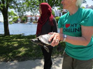 rescued turtle 3