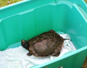 Northern Map Turtle release 1