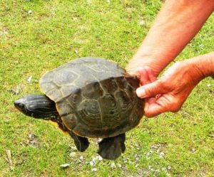 Northern Map Turtle release 3