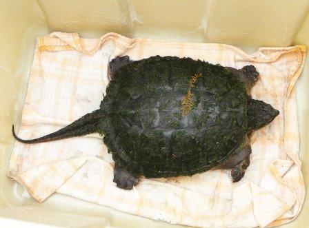 Snapping Turtle release 1