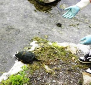 Snapping Turtle release 2