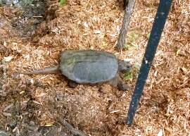 snapping turtle rideau st june 16 2017