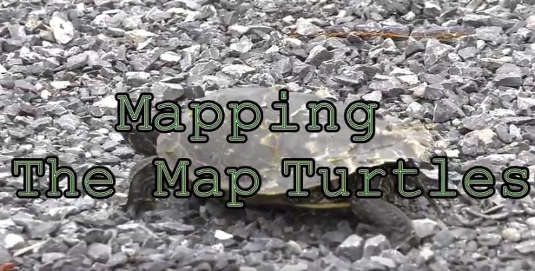 Mapping the Map Turtles | Friends of Kingston Inner Harbour